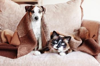 Pets friendly